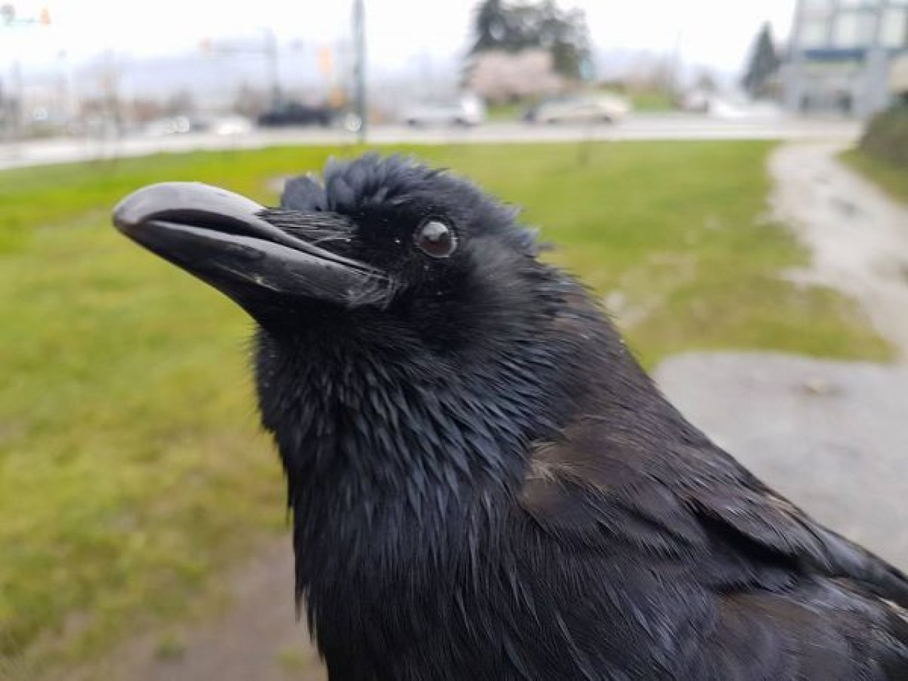 Kargalar uçmak için 'demokratik' bir süreç kullanıyor!