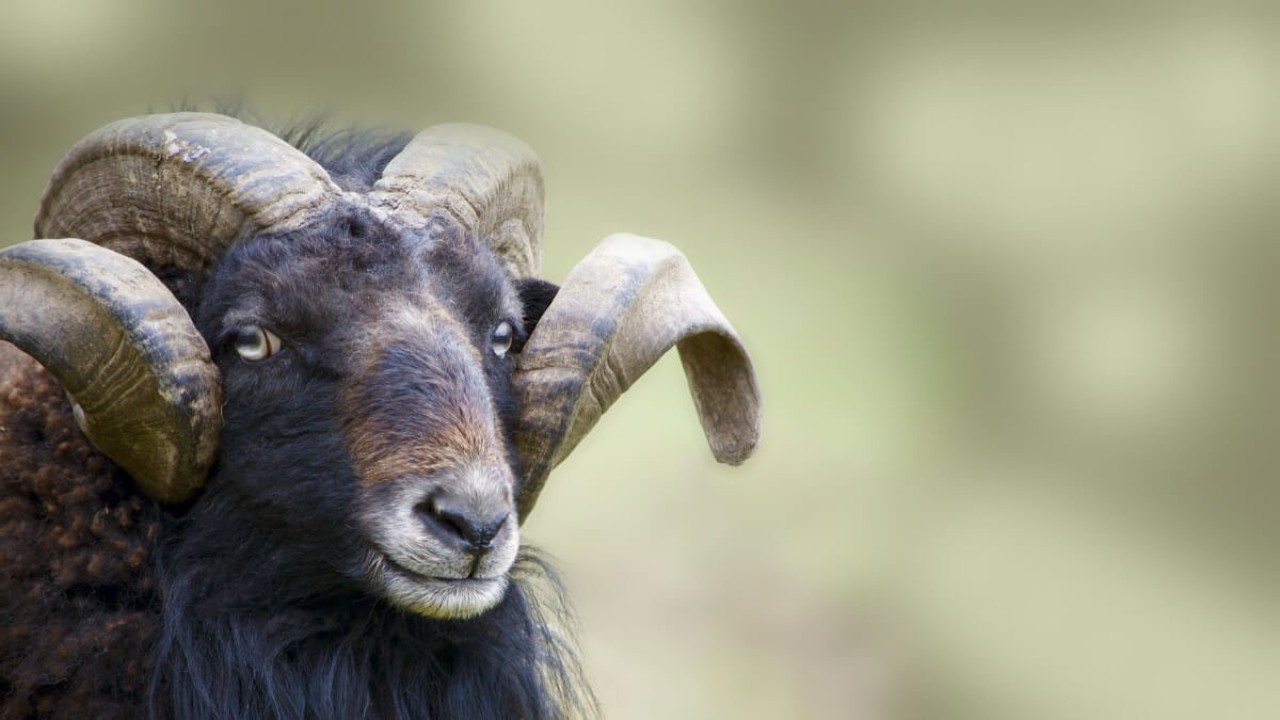 Bir kadının ölümüne sebep olan koça hapis cezası verildi!