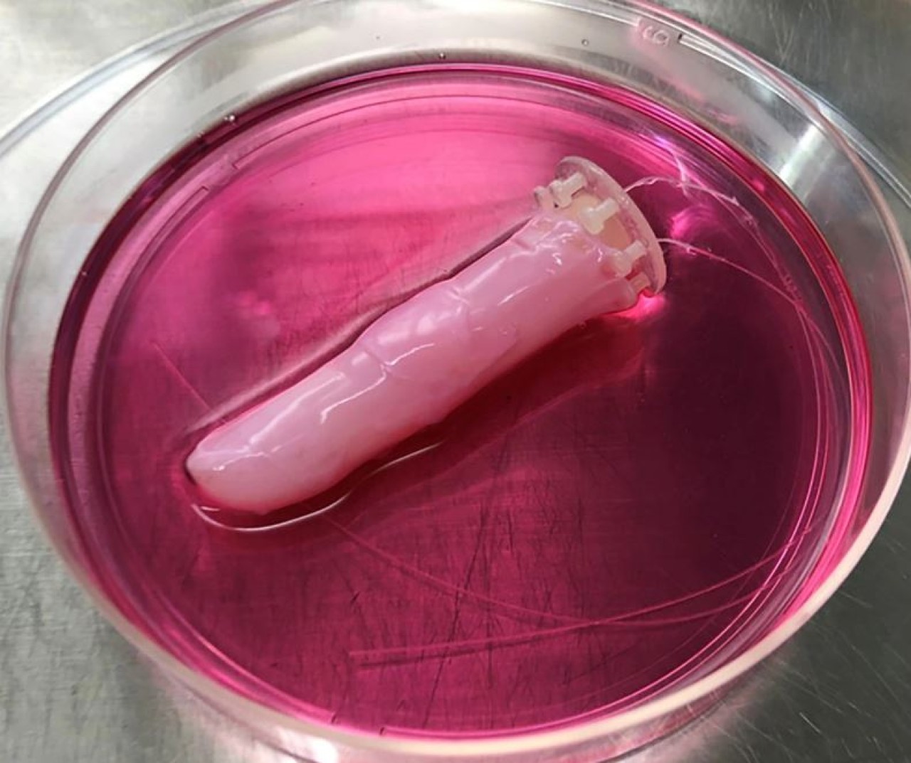 Robotlar için canlı deri icat edildi