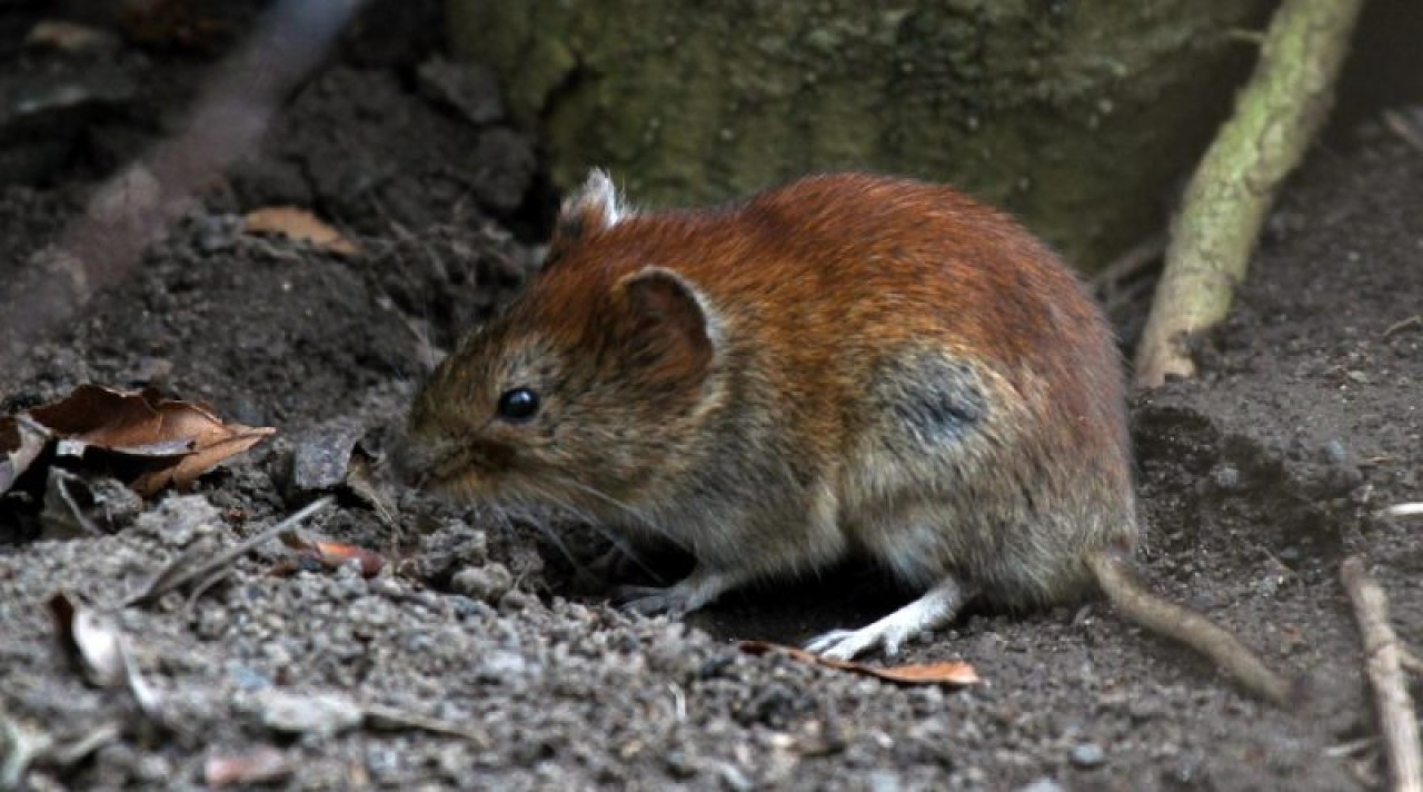 Fareler üzerinde yayılan yeni bir koronavirüs türü bulundu!