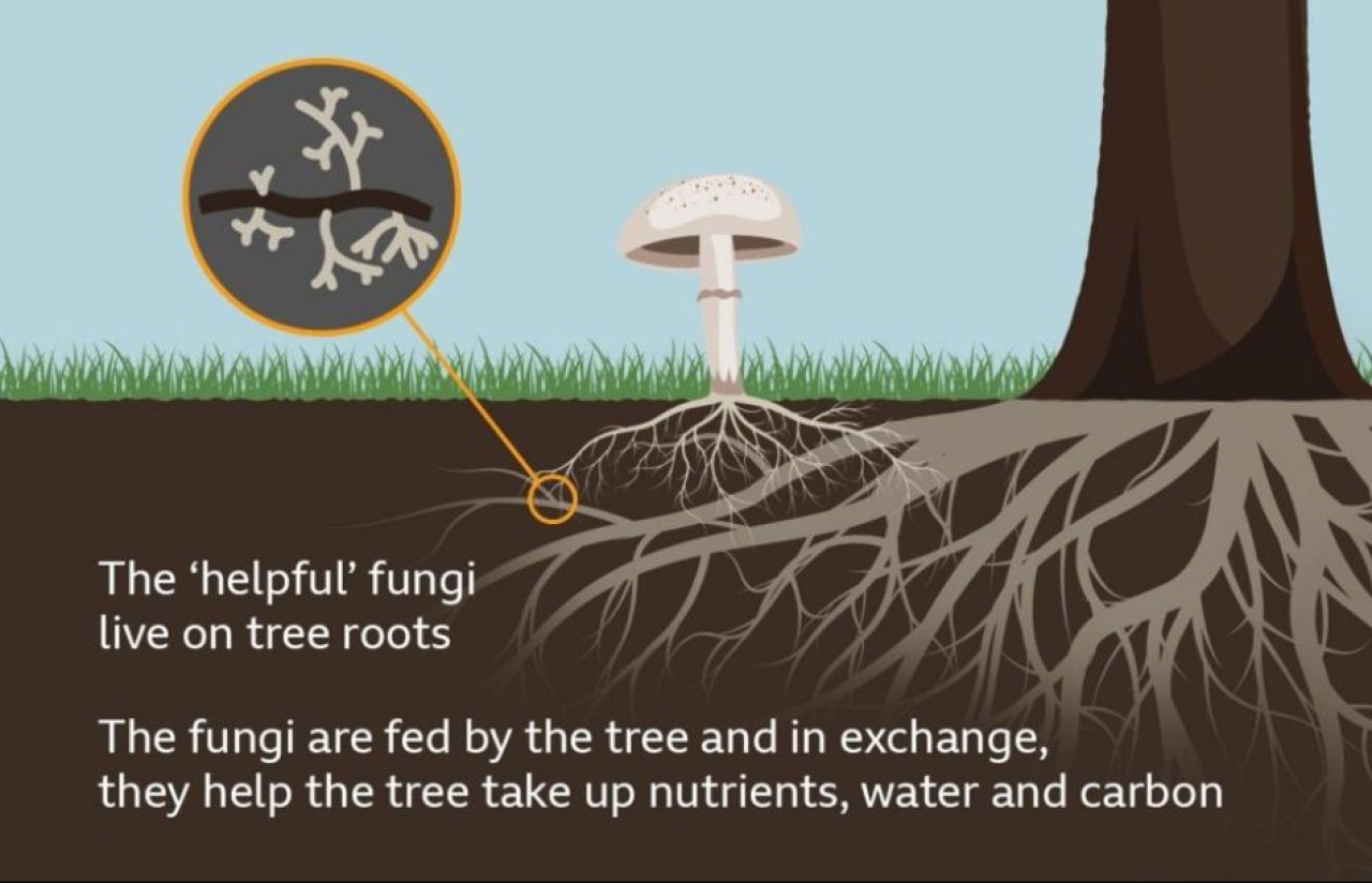 Bu mantarlar ormanları ayakta tutuyor!