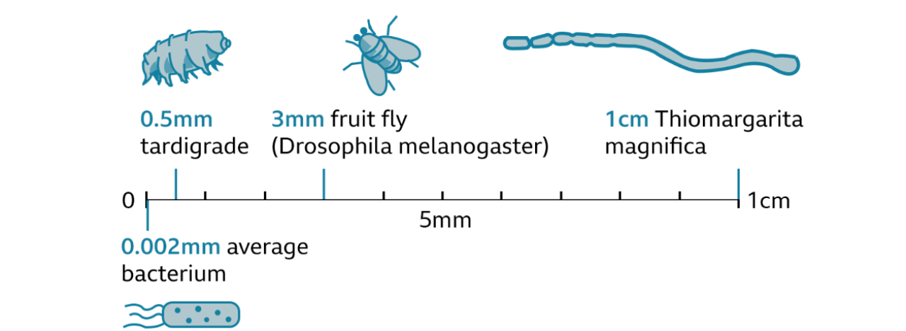 Dev bir bakteri türü keşfedildi! İnsan kirpiği boyutunda