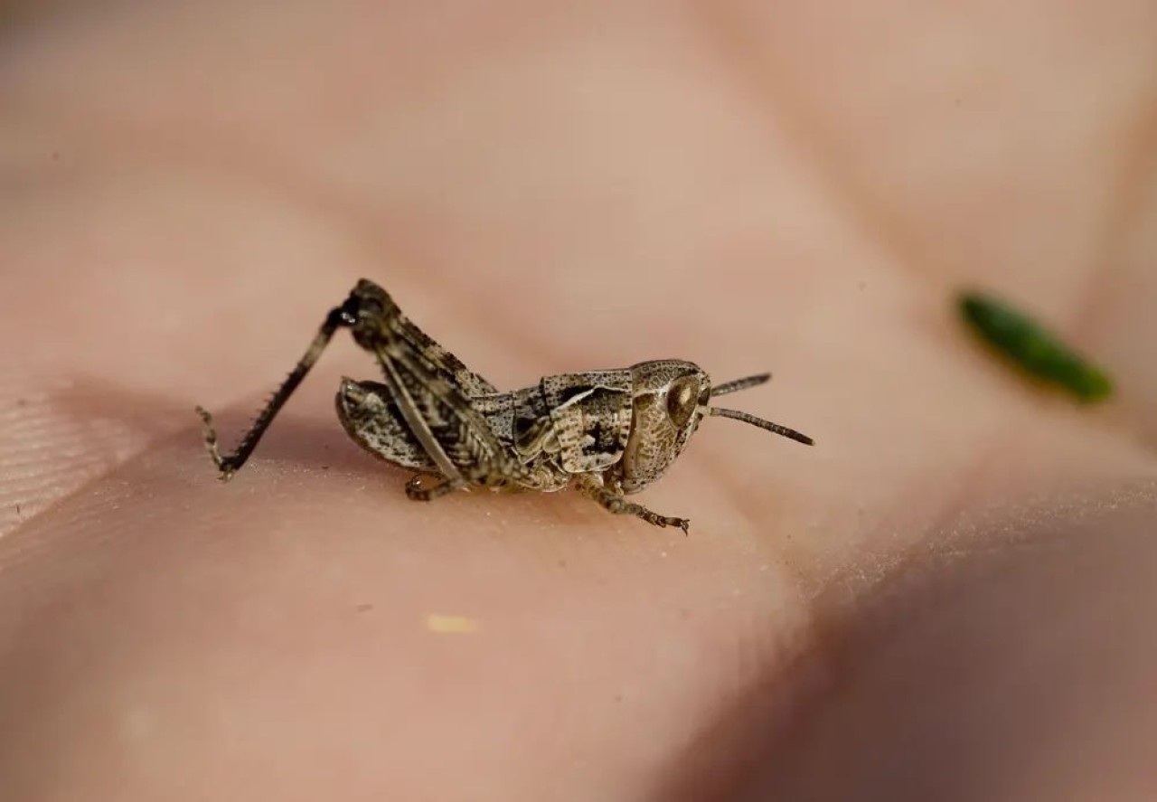 Kanser kokusu alabilen cyborg çekirgeler! Beyinlerini hacklediler