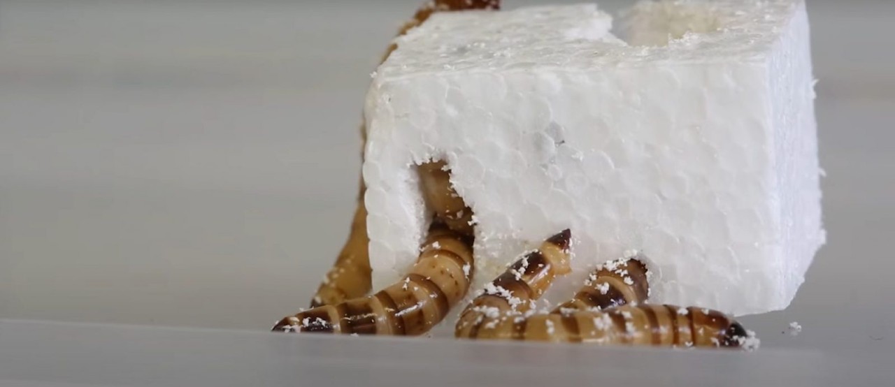 Plastik yiyebilen bir kurtçuk türü keşfedildi!