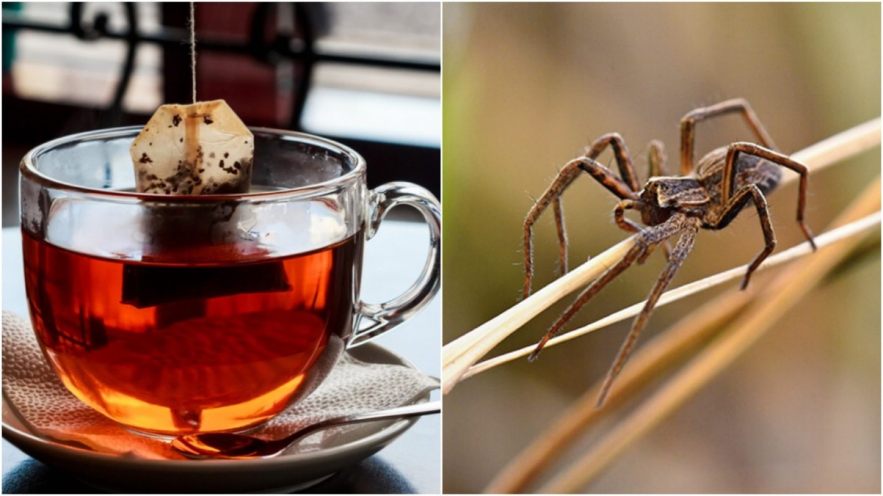 "Biz şimdi örümcekli çay mı içiyoruz?" dedirten araştırma: Çay yapraklarında rastlandı...