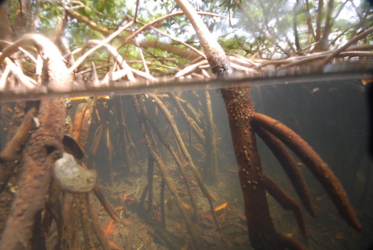 Dünyanın en büyük bakterisi keşfedildi! Gözle görülebilecek kadar büyük