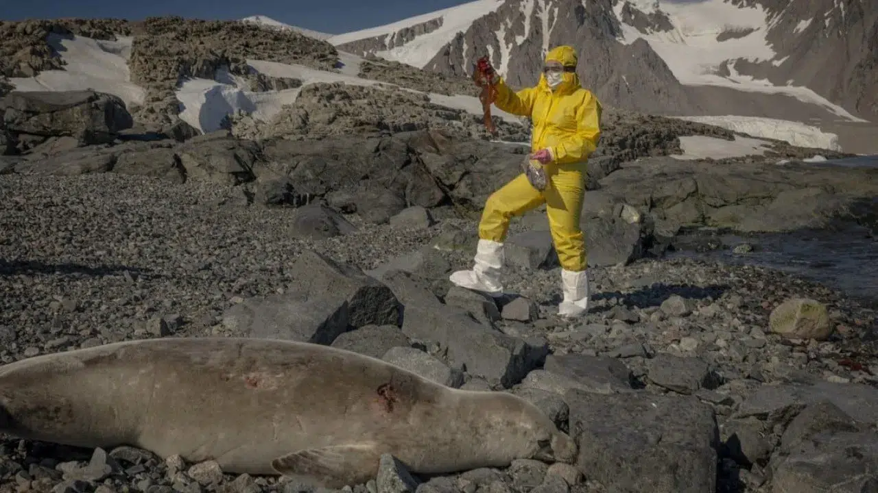 Türk bilim insanları Antarktika'da sağlık ve tarım alanında önemli araştırmalar yürütüyorlar