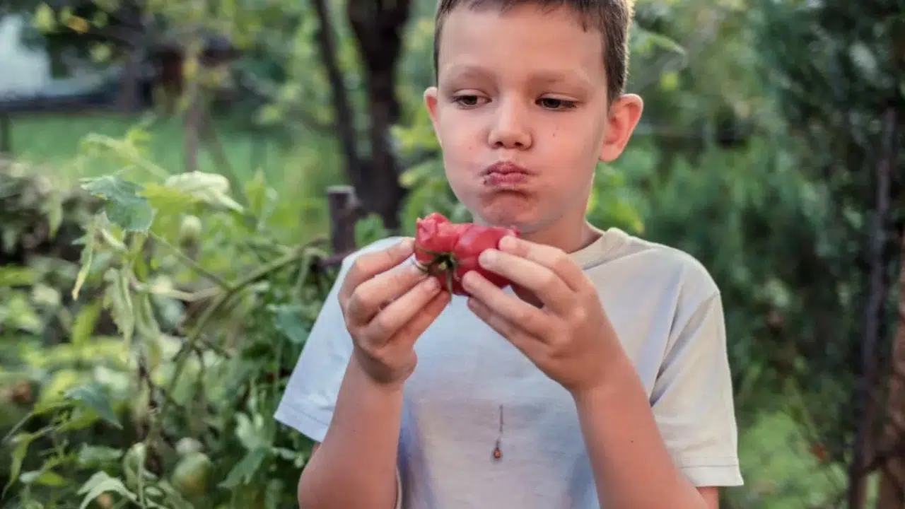 Domatesin tadı patlamış mısır gibi mi olacak? Bilim insanları yeni bir tür üretti