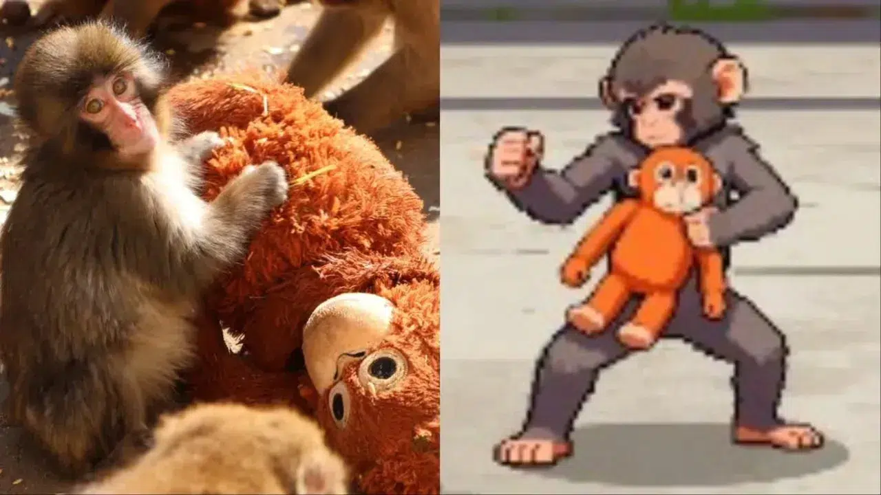 Japonya'daki Fenomen Yavru Maymun Punch'tan Esinlenen Ücretsiz Oyun: Zoo Fighter Nedir?