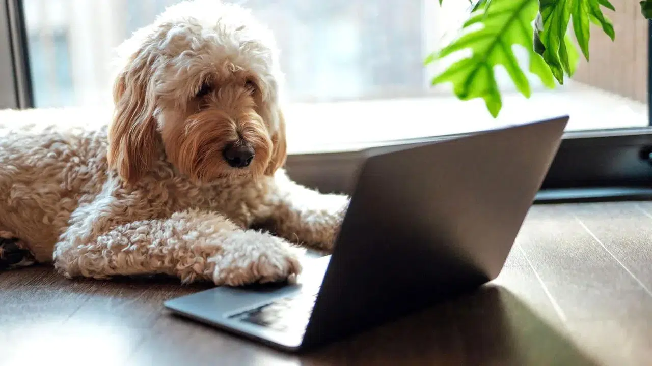 Yapay zeka hayvanların dilini çözmeye ne kadar yakın?