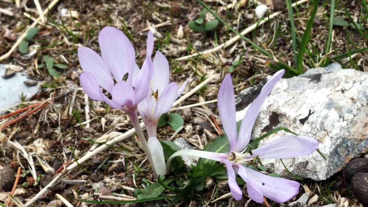 Muğla'da yeni bitki türü keşfedildi: Colchicum Varolii