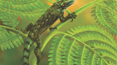 305 milyon yaşındaki bu fosil,  ağaca tırmanan en eski sürüngen!