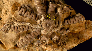 Jurassic döneminde yaşamış deniz zambağına 'Zelenski' adı verildi!