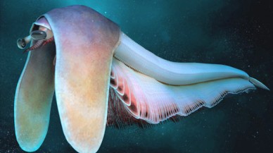 Çok parçalı bedene sahip eklembacaklı: Balhuticaris voltae