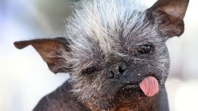 Dünyanın en çirkin köpeği: Happy Face!