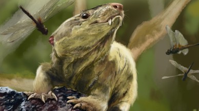 Memeli atalarının sıcak kanlılığa evrimi 233 milyon yıl önce gerçekleşti!