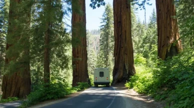 Bilim insanları,  dev sekoya ağaçlarının yeni bir özelliğini keşfetti!