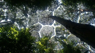 Taç utangaçlığı nedir? Sosyal mesafeye dikkat eden ağaçlar