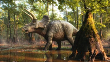 Boynuzlu yeni bir dinozor türü keşfedildi!