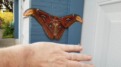 Mothra gerçek oldu: Garajında bulduğu dev güve şaşkınlık yarattı