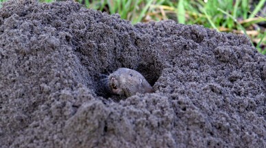 İnsan dışında çiftçilik yapabilen tek memeli: Gopherlar