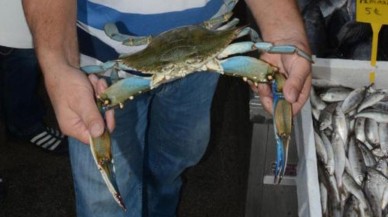 Akdeniz istila altında: Mavi yengeçler önüne ne gelirse yiyor!