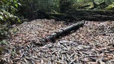 Tek bir nehirde onbinlerce somon öldü: İşte o korkunç görüntü - VİDEO