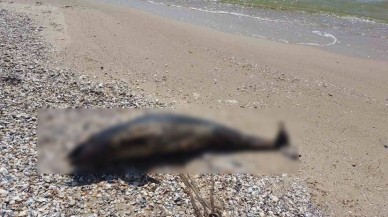 Karadeniz'deki Rus savaş gemileri,  denizdeki canlı yaşamını yok ediyor