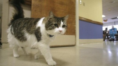 'Ölümü tahmin eden' kedi Oscar'ın garip hikayesi,  bilim insanlarına ilham veriyor