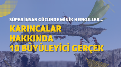 Karıncalar ile ilgili akıllara durgunluk veren 10 gerçek