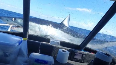 Sudan fırlayarak balıkçı teknesine bir kuş gibi konan köpekbalığı viral oldu - VİDEO