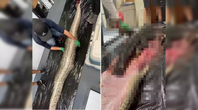 Otopsi yapılan dev pitonun içinden çıkan şey herkesi şok etti - VİDEO