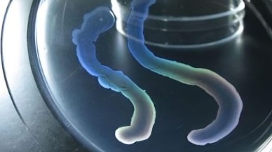 Mağara derinliklerinde renk değiştiren eşsiz bir bakteri türü keşfedildi!