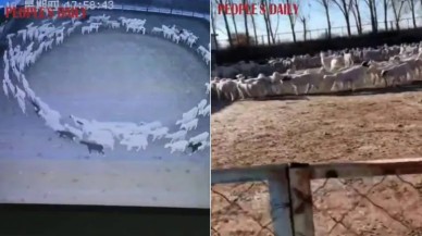 Herkes bu korkutucu videoyu konuşuyor: Koyunlar günlerdir durmadan daire çiziyor - VİDEO