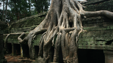 Endonezya'da tehlike altında olan dev ağaç türleri keşfedildi!