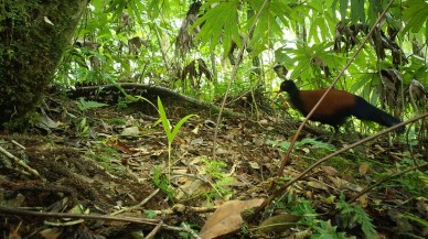 Bilim insanları 1882'den beri görülmemiş bir kuş türünü görüntüledi - VİDEO