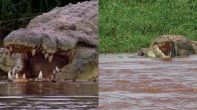 300 kişiyi öldürdüğü iddia edilen dev timsah yakalanmaktan kurtuldu