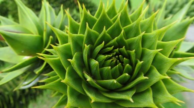 Bitkiler sudan kara ortamına nasıl uyum sağladı? Patoloji gizemine cevap geldi!