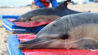 Kıyıya vuran yunuslarda Alzheimer belirtilerine rastlandı
