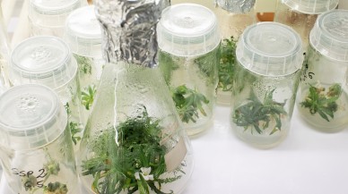 32 bin yıllık bitkiyi tekrar canlandırdılar!