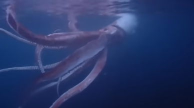 Dalgıçların dev kalamar ile yüz yüze geldiği gergin anlar - VİDEO