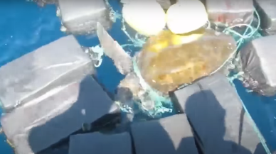 Kokain paketleriyle dolu bir ağa takılan kaplumbağa kurtartıldı! -VİDEO