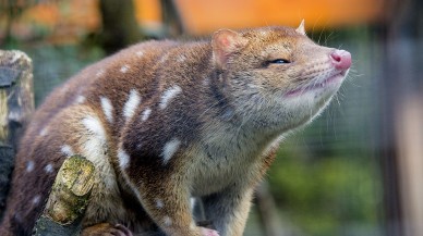 Çiftleşmek için uykusuzluk ve yorgunluktan ölen keseliler,  nesli tükenmekle karşı karşıya!