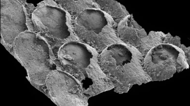 Bilim insanları açıkladı: Dünyanın en eski fosili aslında o kadar eski değil mi?