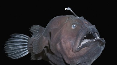 Dünya'nın ısınmasına bağlı olarak balıkların boyutu küçülecek!