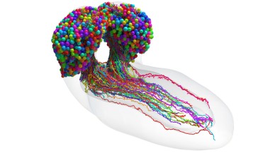 12 yıllık araştırma tamamlandı: Böcek beynini haritalandırdılar