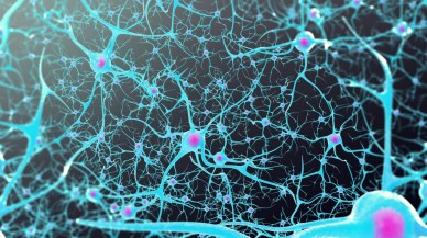 Konuştuğumuz dil,  beynimizi şekillendiriyor! Almanca konuşanlar beyninin sol tarafını kullanıyor!