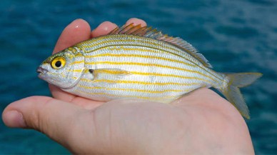 Bu çipura türüne dikkat edin: Halüsinasyonlara neden oluyor