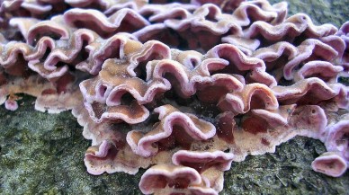 Tarihte ilk: Mantar tarafından enfekte oldu!