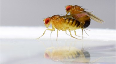 Hava kirliliği,  böceklerin eşcinsel olmasına neden oluyor!